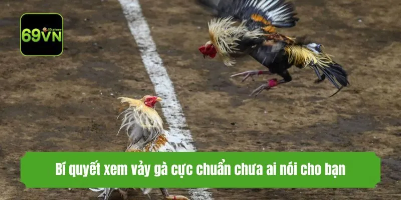 Bí quyết xem vảy gà cực chuẩn chưa ai nói cho bạn