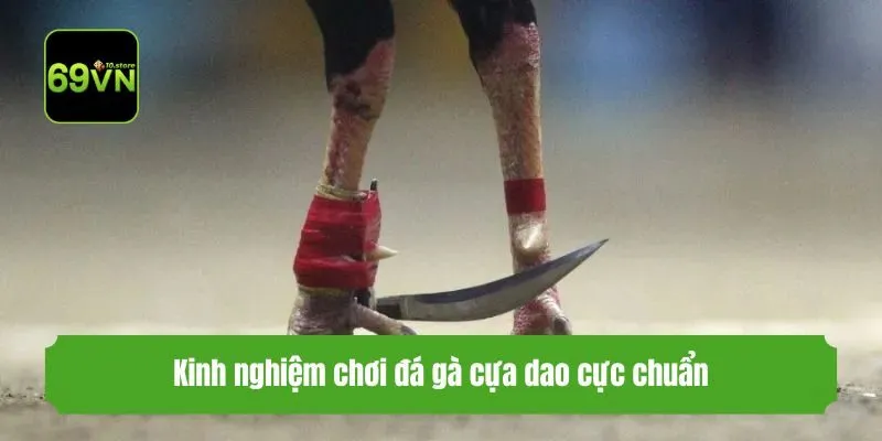 Kinh nghiệm chơi đá gà cựa dao cực chuẩn